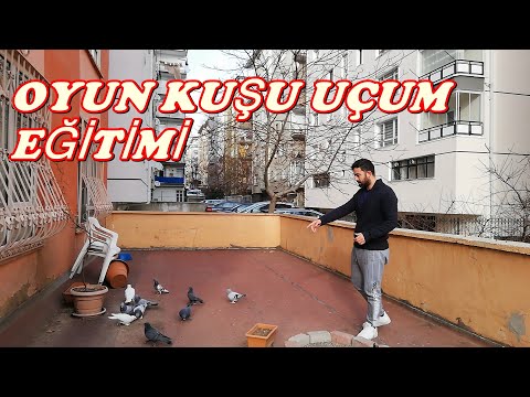 download lagu mp3 mp4 Ankara Kusu, download lagu Ankara Kusu gratis, unduh video klip Ankara Kusu
