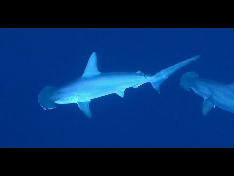 Crociera subacquea Mar Rosso 2022 - Brothers; Daedalus; Elphinstone