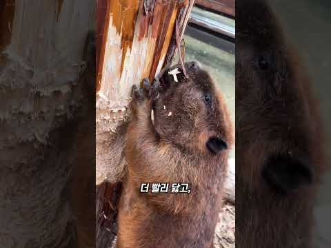 비버의 이빨