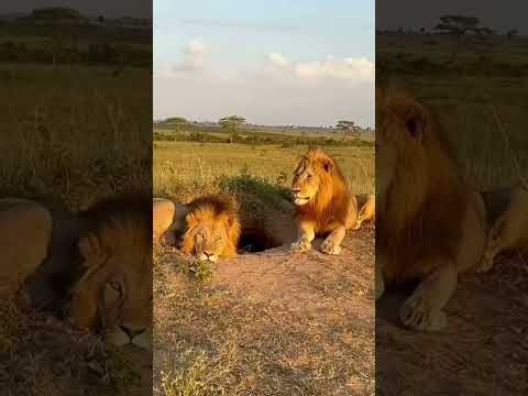 lions comedy show#comedyshorts #yoytubeshorts