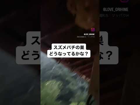 園芸 メイソンスズメバチ