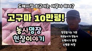 고구마 10만평 도매시장 최고가 농사명장의 핵심재배기술 토양관리는 기본 모농사가 반농사 적정양분관리 최상의 …