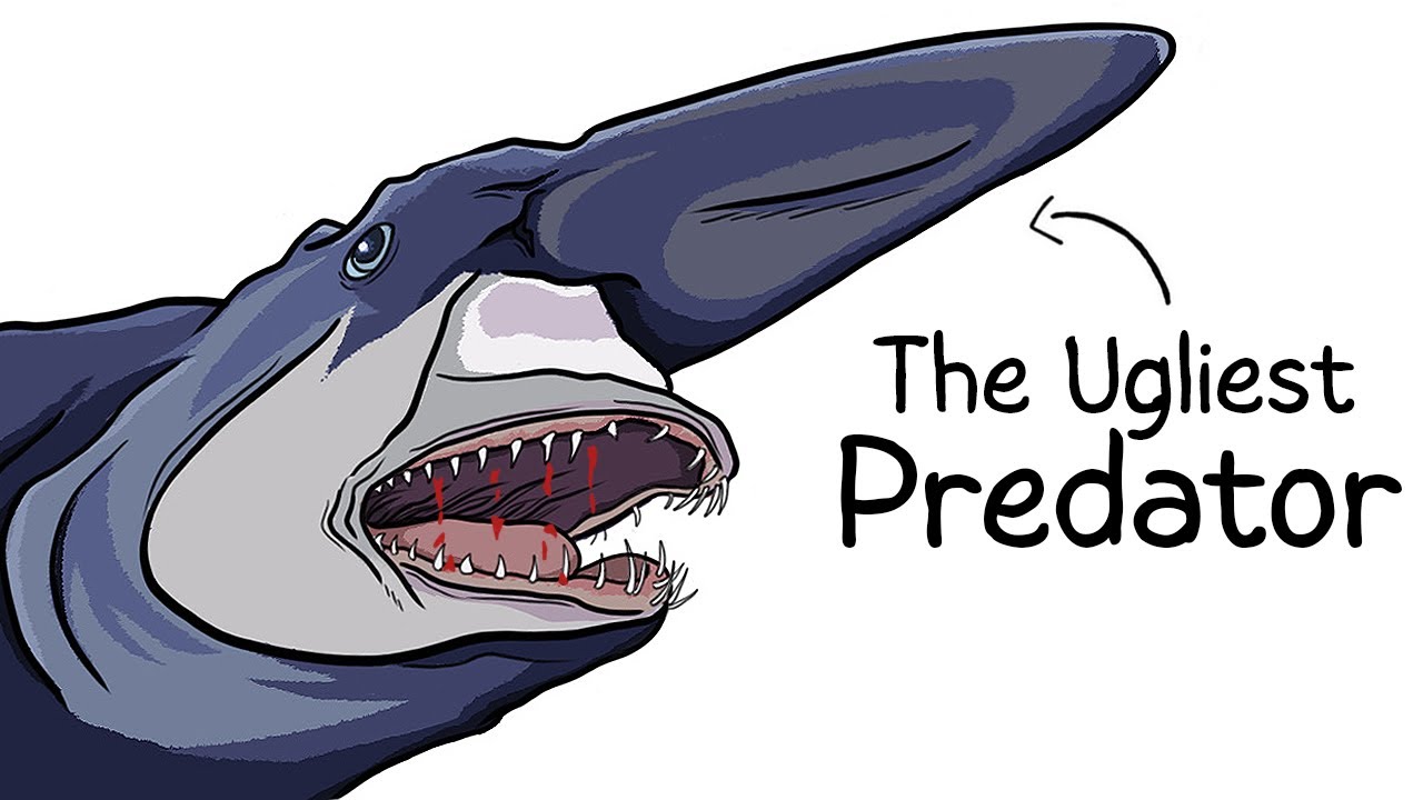 Why it Sucks To Be Born As a Goblin Shark