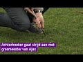 Wordt Jaap uit Wehl de beste grasmeester van Nederland?