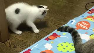 らにとぽんずのエピソード0。パートさん。遊ぶのが楽しいってわかった仔猫ちゃん。まったりしたい大猫ちゃん。