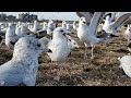 HERRING AND RING BILLED GULLS FILLED FLUSHING MEADOWS CORONA PARK