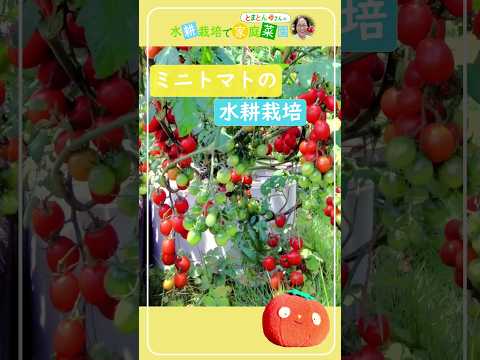 杭を使ってトマトを育てる：その理由と方法！  庭園