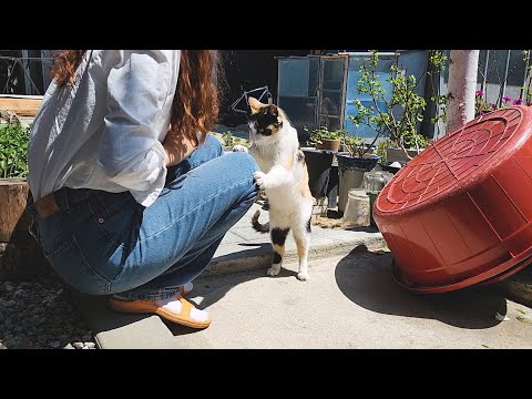 우리 집 고양이는 낯선 사람을 만났을 때 어떤 반응을 보일까?