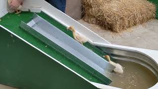 duckling slide