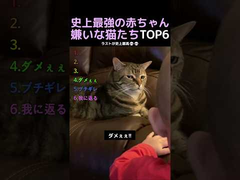 史上最強の赤ちゃん嫌いな猫たちTOP6