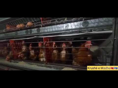 Pularia ne Krushe te Kosoves ku prodhohen 7 mije veze ne dite