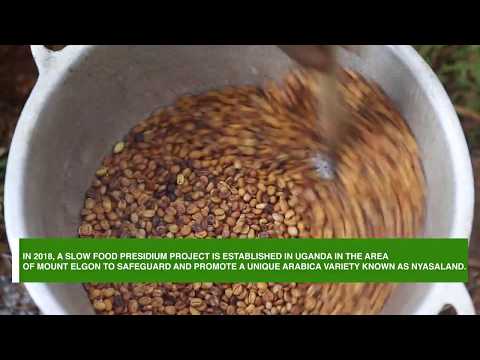 Coffee and Climate Change in Uganda