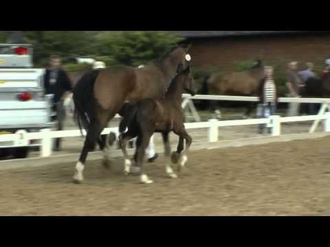 Hengstfohlen v. Diarado - Cash and Carry