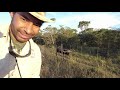Cape Buffalo Chases Safari Truck