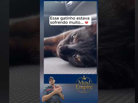 Gatinho abandonado na estrada: por que não podemos normalizar essa crueldade