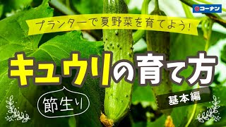 できる!キュウリをプランターで育てよう!(基本編)