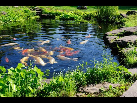 Teichschlammentferner - Teichreinigung mit Aktivsauerstoff und Hochleistungsbakterien