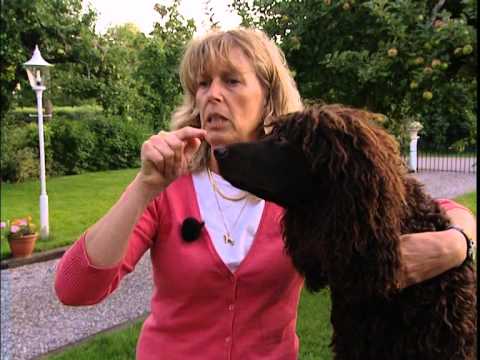 Öronvård – ett utdrag ur filmen Välkommen valp