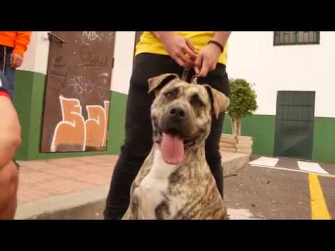 Chesterkill- sexto sentido