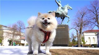 Traveling with Pomeranian dog / Washington Monument [Sprint]