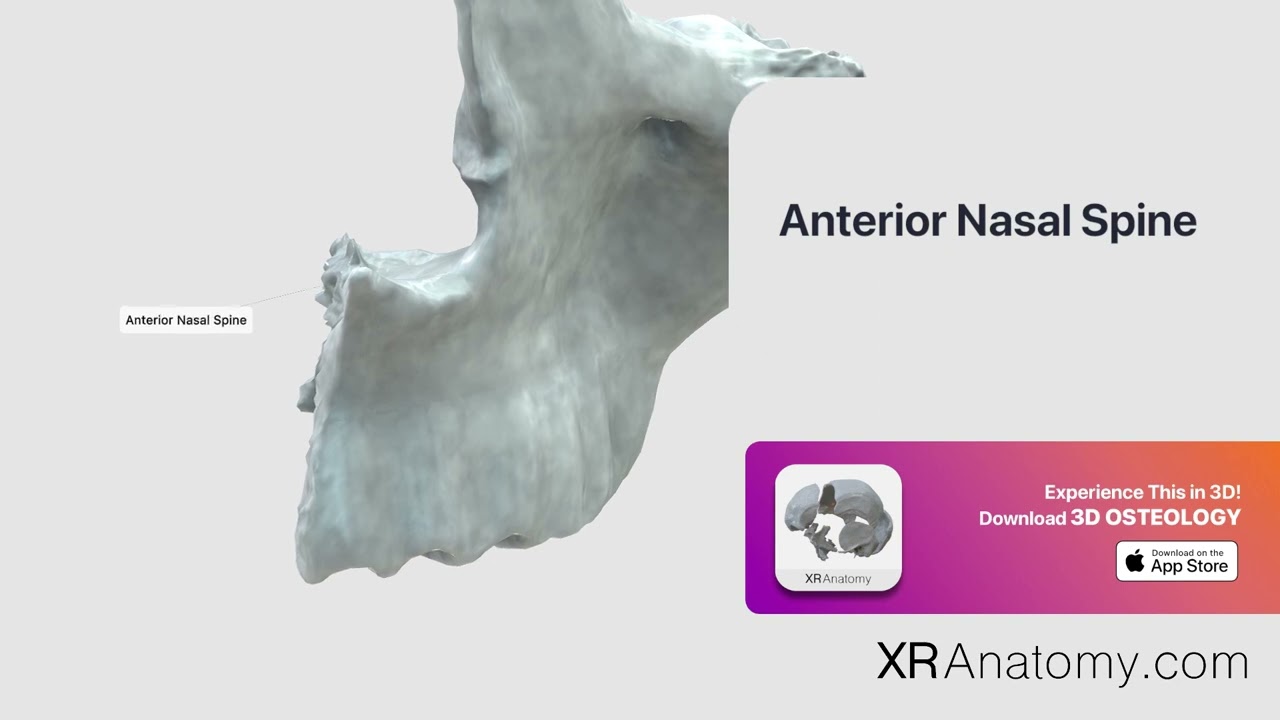 Anterior Nasal Spine of Maxilla