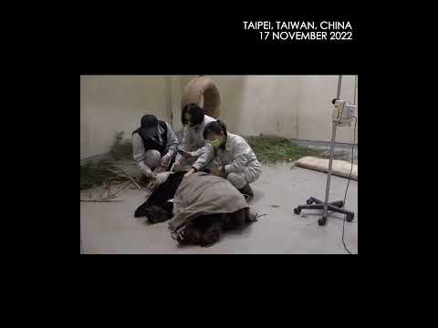 Tuan Tuan, um dos pares de pandas gigantes doados ao zoológico de Taipei pela parte continental da China em 2008, morre aos 18 anos