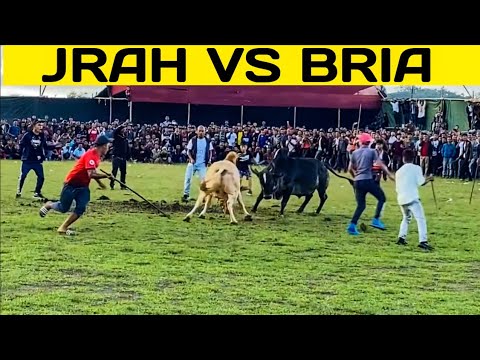 JRAH VS BRIA | BULLFIGHT..