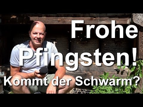 Frohe Pfingsten -  Warten auf den Bienenschwarm - Heideimkerei