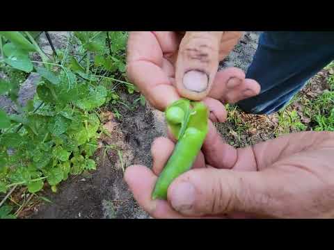 60 Foot Raised Bed GARDEN Harvest