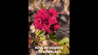 ROSA DO DESERTO CÉU ESTRELADO