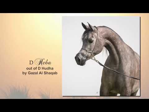 Arabian Horse Magazine - SG Labib_2018