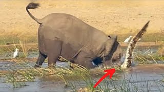 Mother Elephant Gets Revenge After Crocodile Dared To Prey On Her Calf by Did You Know Animals?