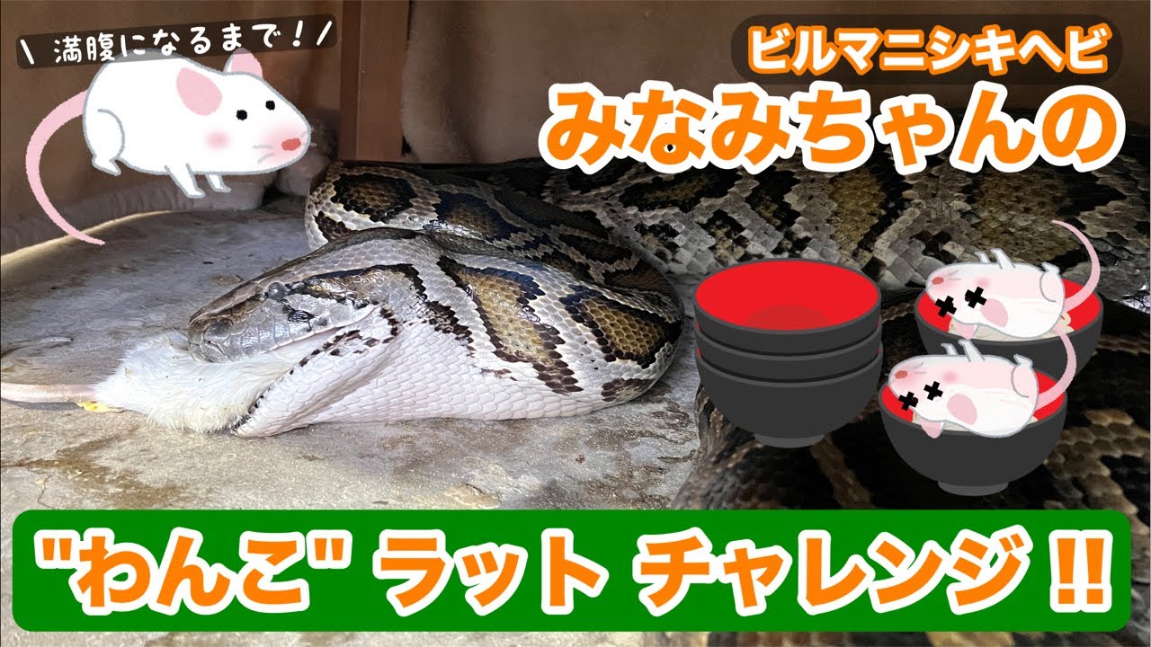 ﾋﾞﾙﾏﾆｼｷﾍﾋﾞ巳波ちゃんの“わんこラット”チャレンジ2026vol.1