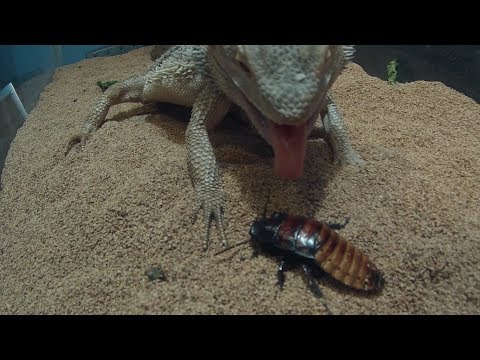 Bearded Dragon Vs Hissing Cockroach and Giant hornworm caterpiller