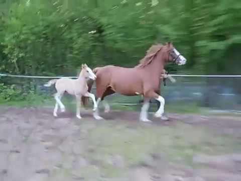 FS DON'T WORRY, Stutfohlen