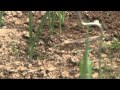 Video for Long-Handled Wire Weeder