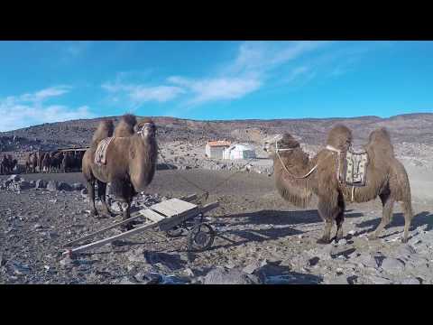 Gobi Cold Camel Expedition: Mongolia
