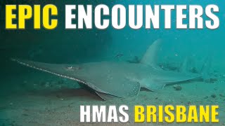 Epic Encounters On HMAS Brisbane Shipwreck! 🇦🇺