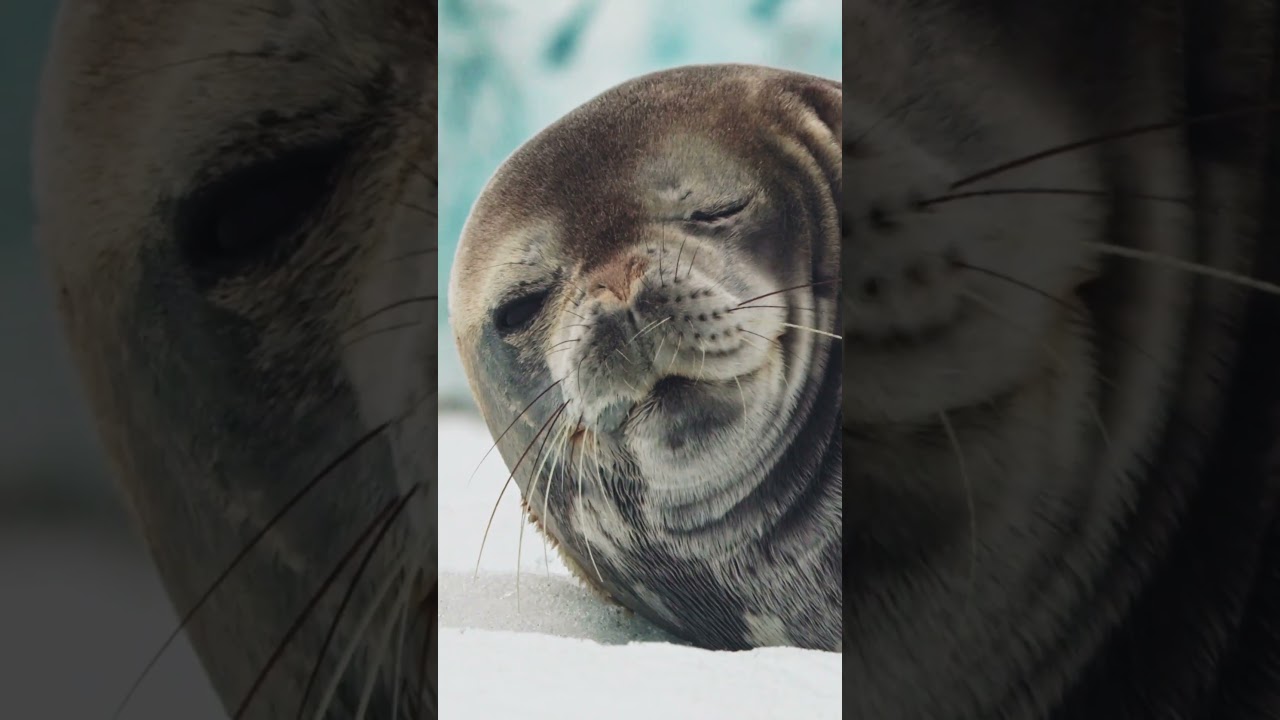 Weddell Seals Are Built For Extremes