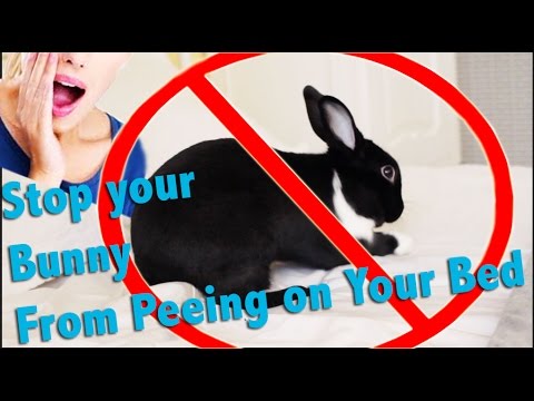 YouTube video about: How to stop rabbit peeing on carpet?