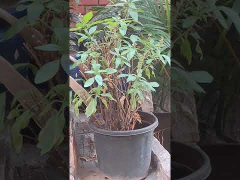 Karan Singh the elephant rope