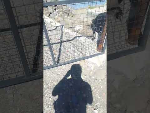 CULEBRA entrando al #cementerio de Gualjaina || #patagonia #snake #animals || #fyp