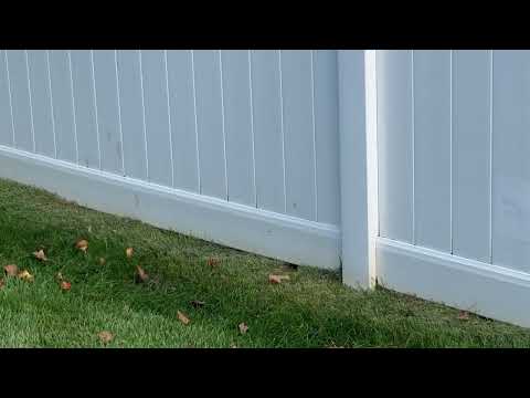 Two In-Ground Yellow Jacket Nests Found in the Backyard in Howell, NJ