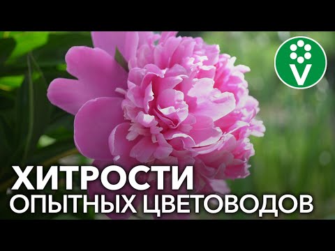 ПИОНЫ БУДУТ ЦВЕСТИ КАК НИКОГДА, если вы пересадите и поделите их так!