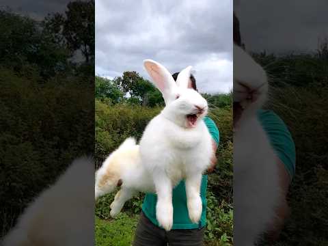 , title : 'Coelho Gigante #bunny #rabbit #giantbunny'