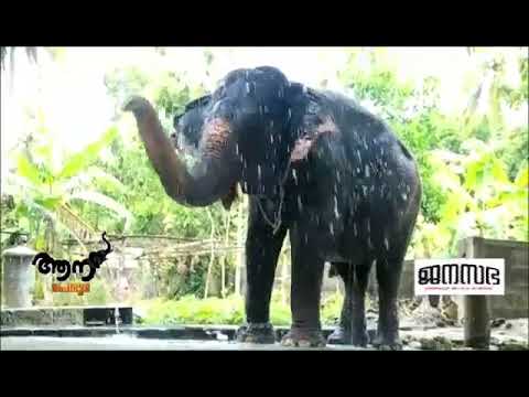 Thiruvambadi shivasundar 4k vewies eleaphant gallery