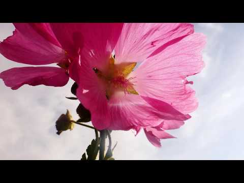 Besuch auf der Rosenmalve.4 min