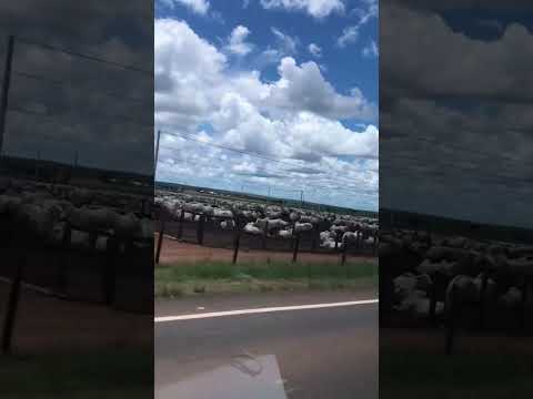 Confinamento em nova crixas Goiás