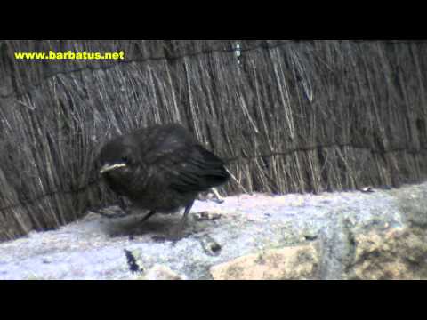 Mirlo común ( Turdus merula ) Blackbird