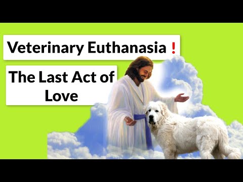 WHY & WHEN to Euthanasia (Dogs & Cats)!